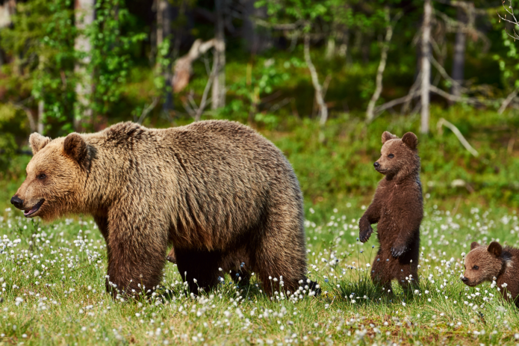 L'image montre une maman ours brun avec ses deux adorables oursons, évoluant librement dans leur habitat naturel, une dense forêt verdoyante. Cette scène captivante illustre le lien fort entre une mère ours et ses petits, ainsi que l'importance de préserver les vastes étendues sauvages où ces magnifiques animaux peuvent prospérer en toute sécurité.