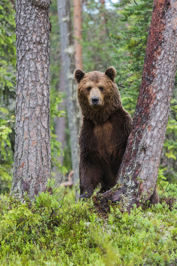  un imposant ours brun debout entre deux grands arbres. Il regarde directement vers l'objectif de l'appareil photo, ses yeux scrutant avec curiosité et attention. Son pelage dense et marron contraste avec le vert profond des feuilles des arbres qui l'entourent. Les rayons du soleil filtrent à travers le feuillage, créant des jeux de lumière sur le pelage de l'ours. Sa posture majestueuse et sa présence imposante captivent instantanément le regard, illustrant la force et la beauté de ces magnifiques créatures vivant dans leur habitat naturel.