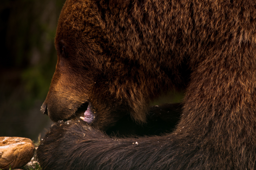 Un ours brun se nourrissant de baies dans son habitat naturel. Sa tête imposante est tournée vers le bas, concentrée sur la dégustation des délicieuses baies qu'il tient entre ses pattes resserrées. Ses yeux attentifs semblent exprimer à la fois la satisfaction de la découverte de cette source de nourriture et la vigilance face à son environnement. Les pattes de l'ours, puissantes et agiles, témoignent de sa force et de son habileté lorsqu'il manipule avec soin les baies pour se nourrir. Cette image nous offre un aperçu fascinant de la vie quotidienne de l'ours brun dans son habitat naturel, illustrant son adaptation remarquable à son environnement et à ses habitudes alimentaires diversifiées.