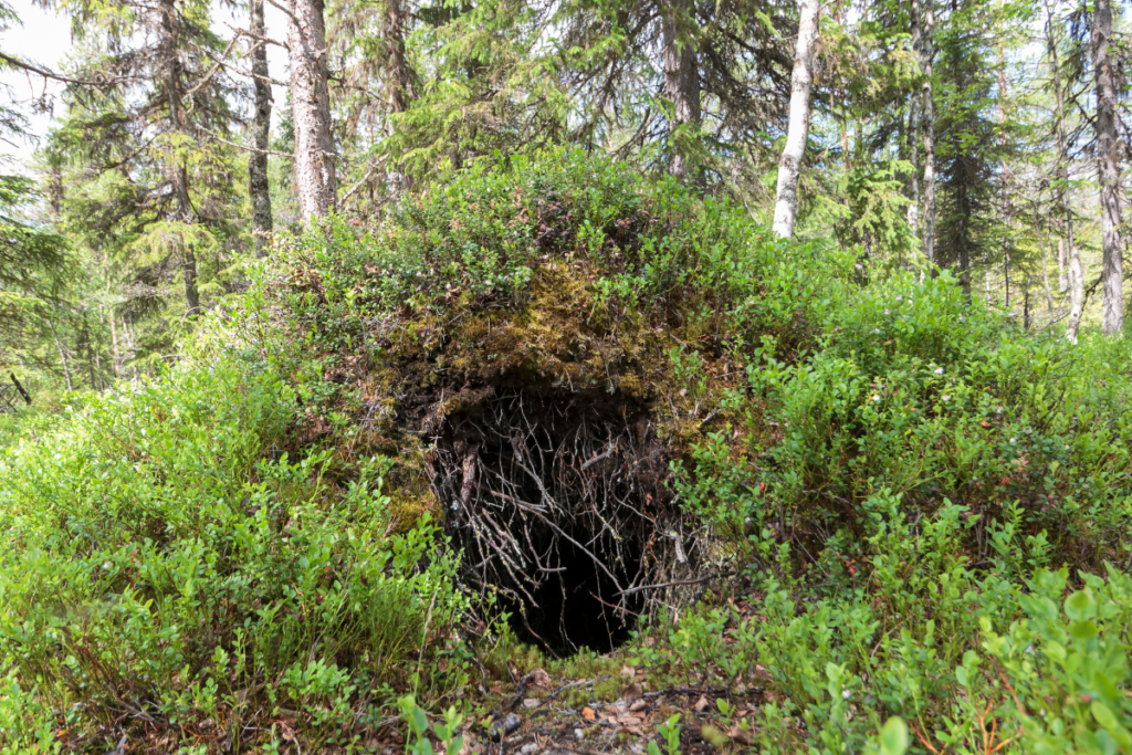 L'entrée d'une tanière d'ours brun, un abri isolé et protégé que ces animaux choisissent comme lieu de repos pendant la période d'hibernation. Nichée au creux d'une colline boisée, l'entrée de la tanière est partiellement cachée par des branchages et des buissons, offrant ainsi un abri discret et sécurisé pour l'ours brun. Les parois de la tanière sont formées de terre et de roches, offrant une isolation naturelle contre les éléments extérieurs. L'entrée étroite mène à une chambre intérieure spacieuse, tapissée de feuilles, de brindilles et de mousse, où l'ours brun s'installe confortablement pour passer les mois d'hiver dans un sommeil profond. Cette image captivante nous offre un aperçu de l'habitat unique et essentiel que les ours bruns recherchent pour se reposer en toute sécurité pendant l'hibernation, soulignant ainsi leur adaptation remarquable à leur environnement naturel.