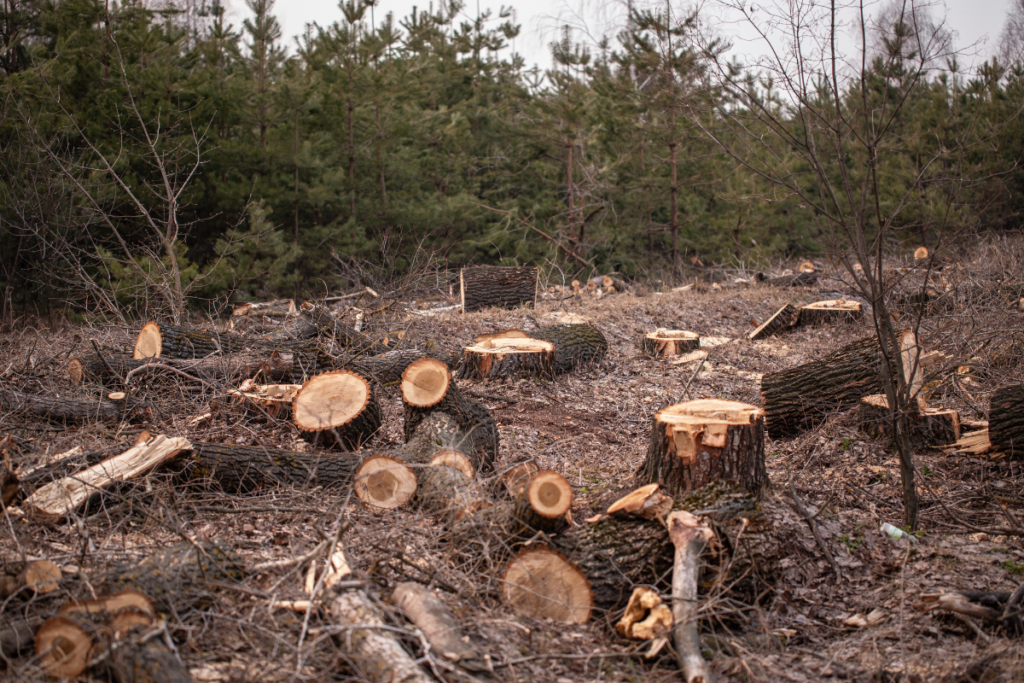 Une forêt autrefois luxuriante, désormais défigurée par les ravages de la déforestation. Au premier plan, des troncs d'arbres coupés gisent à terre, témoignant du passage destructeur de l'activité humaine. Les arbres abattus ont été arrachés de leur environnement naturel, laissant derrière eux un paysage dénudé et dévasté. Une grande partie de la forêt a été éradiquée, ne laissant que des souches en guise de témoignage de la végétation autrefois prospère. Les cicatrices laissées par la coupe à blanc sont visibles à perte de vue, rappelant l'ampleur des dommages infligés à cet écosystème fragile. Cette image saisissante met en lumière les conséquences dévastatrices de la déforestation sur l'habitat des ours bruns. Elle souligne l'urgence de protéger les forêts et de mettre en œuvre des mesures de conservation pour préserver les habitats naturels essentiels à la survie de ces majestueux animaux et de nombreuses autres espèces.