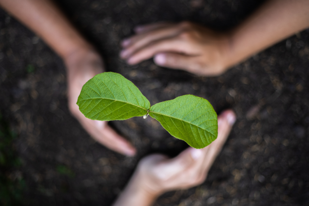 Un petit arbre fraîchement planté se dresse fièrement, ses jeunes feuilles étincelantes. Autour de lui, trois mains se rejoignent, symboles de l'effort commun pour protéger l'habitat des ours bruns. Les enfants ont uni leurs forces pour donner vie à cet arbre, ajoutant ainsi une touche de verdure à un paysage autrefois dénudé. Cette scène reflètent leur détermination à agir pour la préservation de la nature et des précieux habitats des ours bruns. Cette image émouvante incarne l'esprit de collaboration et d'engagement en faveur de la conservation, illustrant la puissance de l'action collective pour restaurer et protéger les espaces naturels essentiels à la survie des animaux.