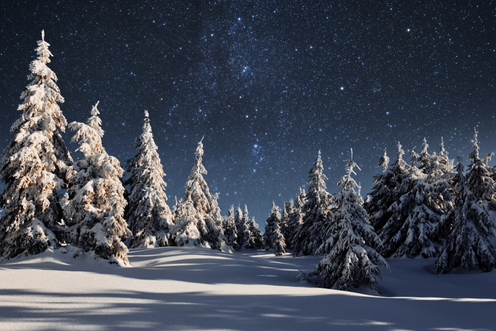 Un ciel étoilés d'hiver avec une forêt de sapin enneigés.