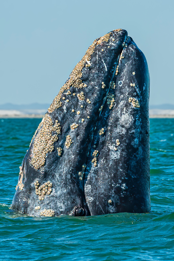 Une baleine grise qui sort sa tête de l'eau bien droite, on l'a reconnaît avec sa peau tachetée de cicatrices causées par des parasites appelés cyamides.