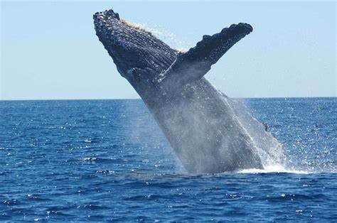 la baleine à bosse est connue pour ses performances acrobatiques remarquables, effectuant des sauts spectaculaires hors de l'eau, une activité qui enchante les observateurs de baleines du monde entier.