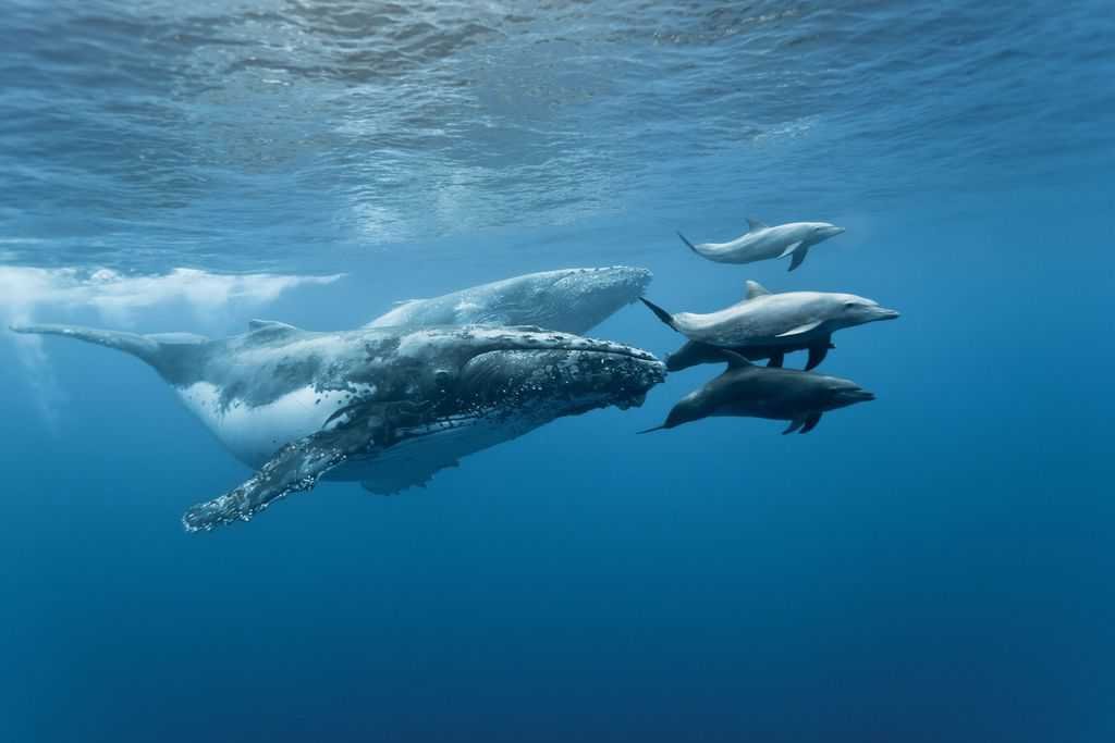 Deux baleines à bosses entrain de jouer avec ses amis les dauphins. 